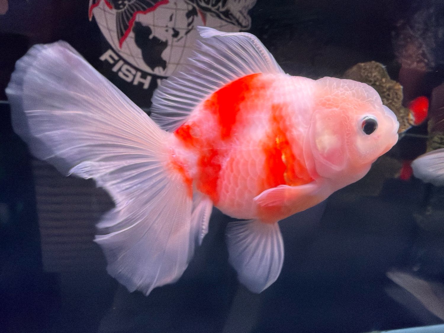 "General" Thai Oranda Goldfish Grade AAA