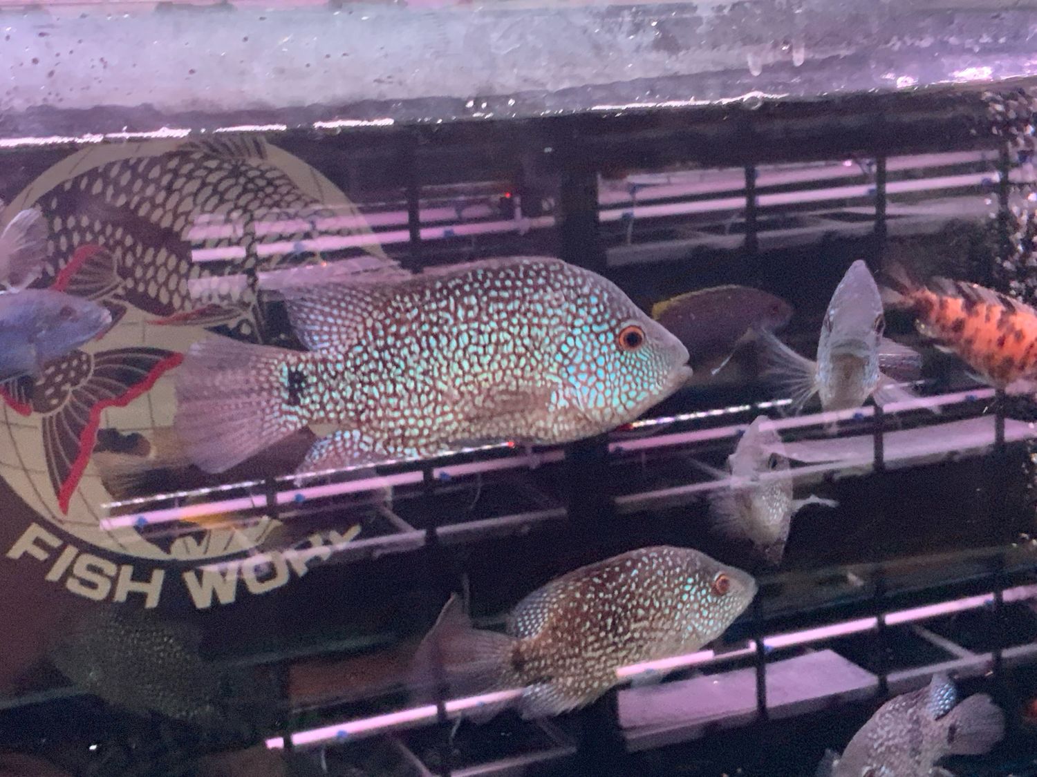 Green Texas Cichlid