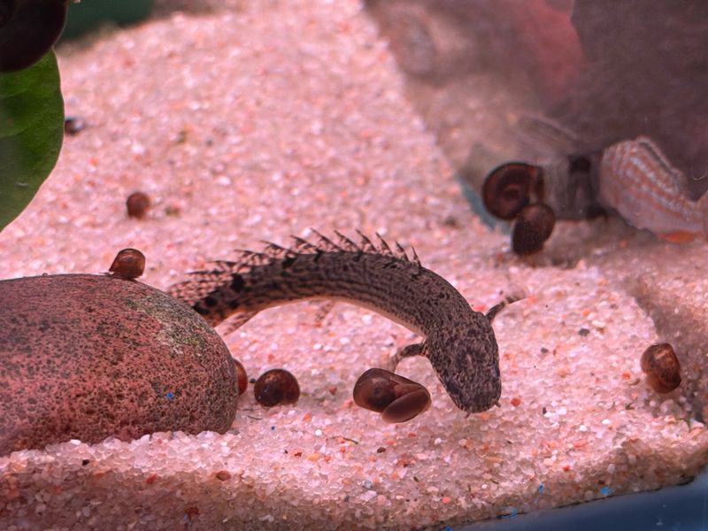 Delhezi Polypterus Bichir