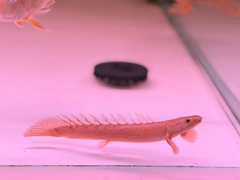 Delhezi Polypterus Bichir