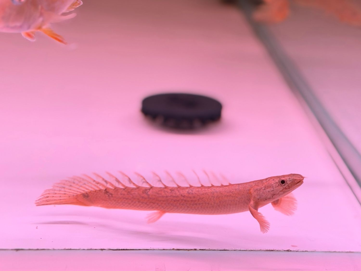 Delhezi Polypterus Bichir