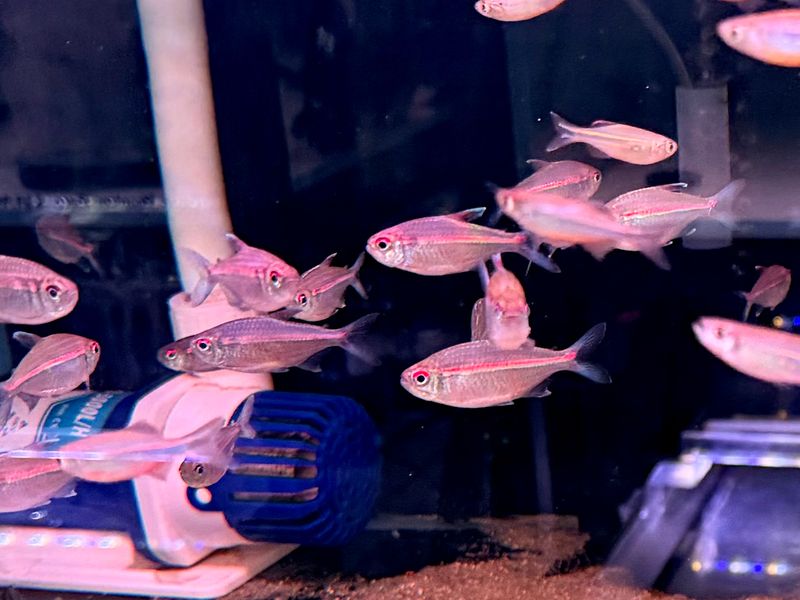 Watermelon Tetra