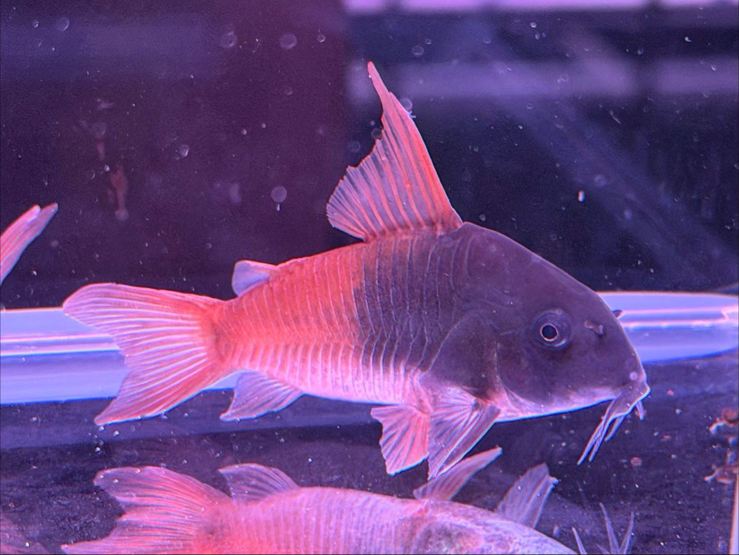 CW217 Rio Tomo Concolor Cory