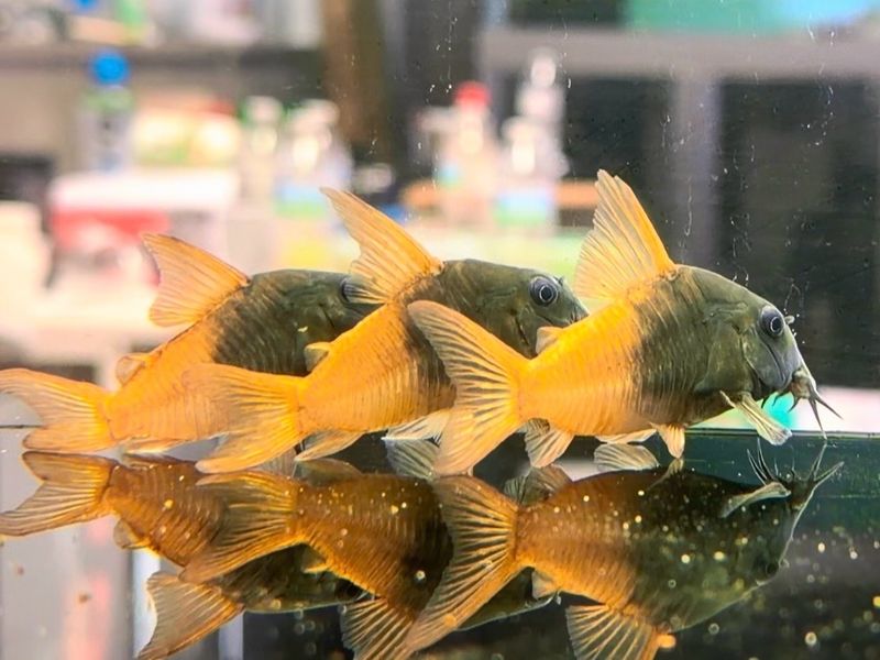 CW217 Rio Tomo Concolor Cory