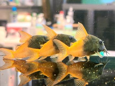CW217 Rio Tomo Concolor Cory