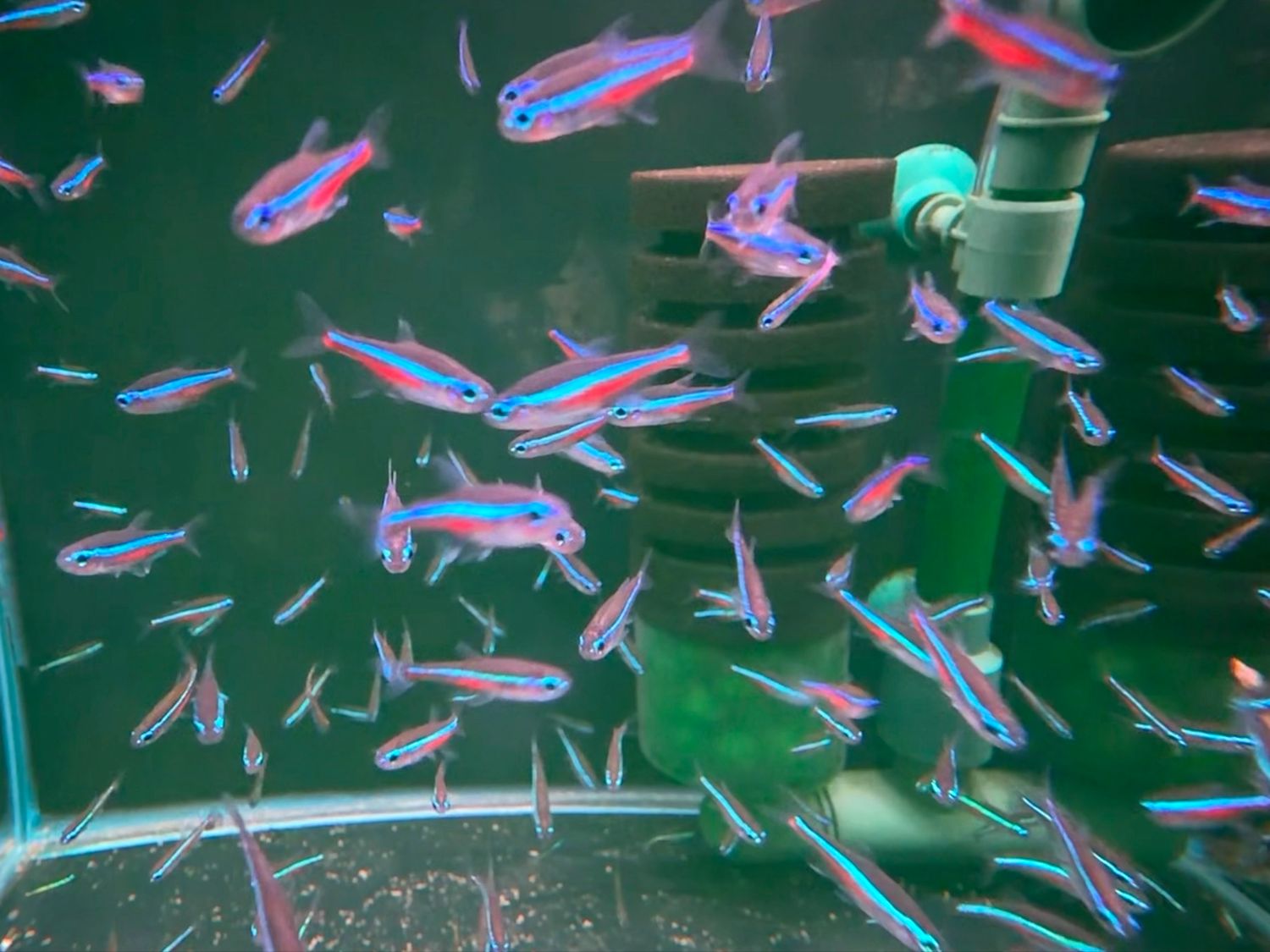 Green Neon Tetra