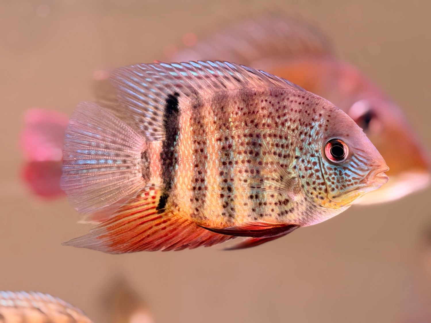 Green Spotted Serverum