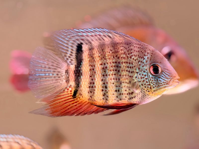 Green Spotted Serverum