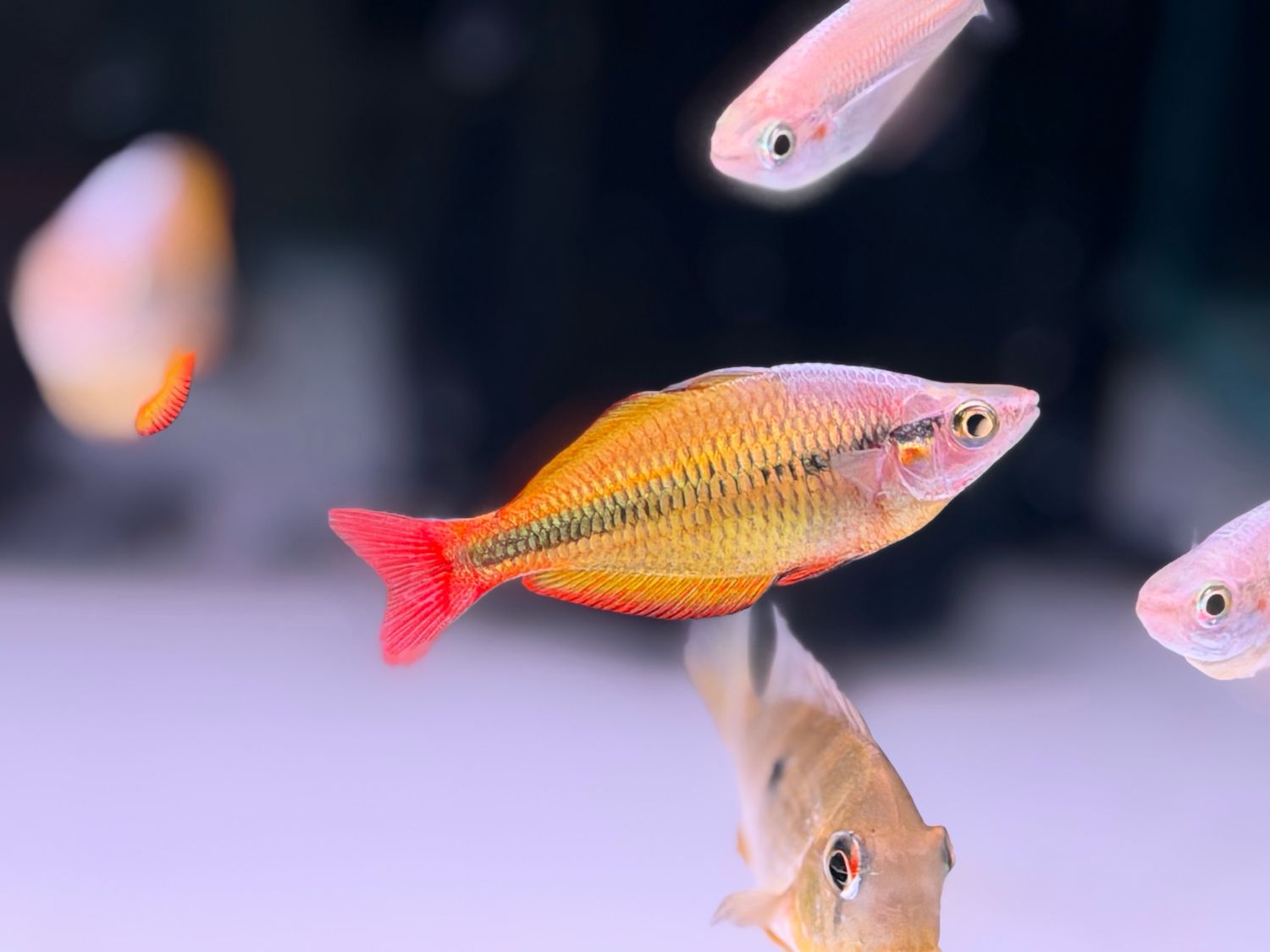Lake Tebera Rainbowfish