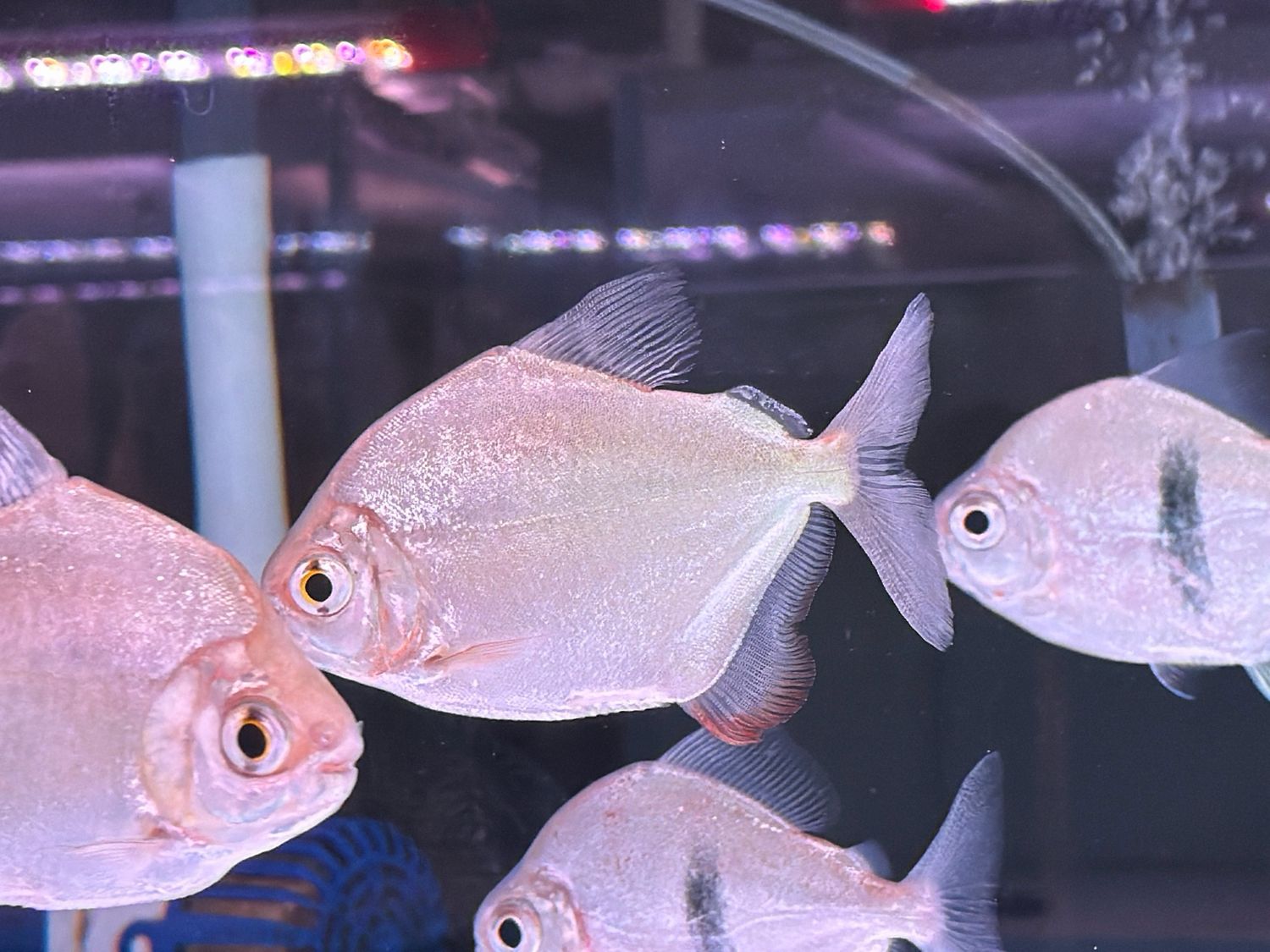 Red Hook Silver Dollar