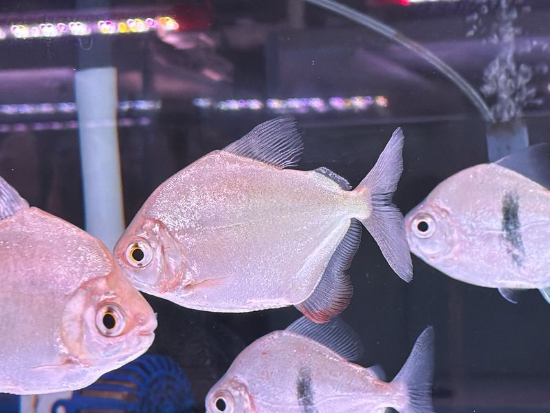 Red Hook Silver Dollar