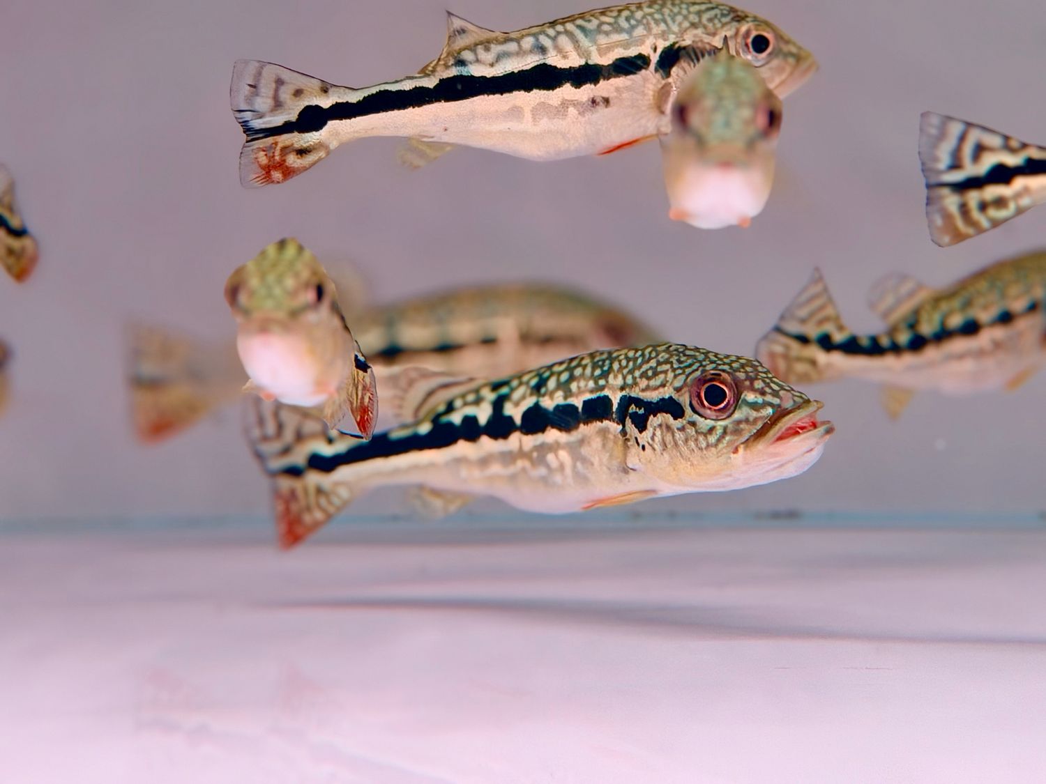 Cobra Snakeskin Peacock Bass