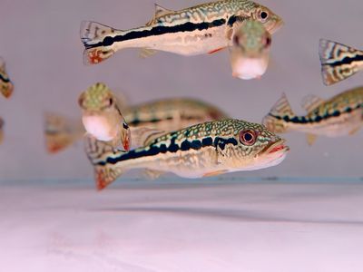 Cobra Snakeskin Peacock Bass