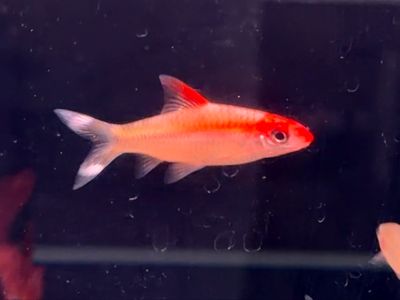 Gold Roseline Shark
