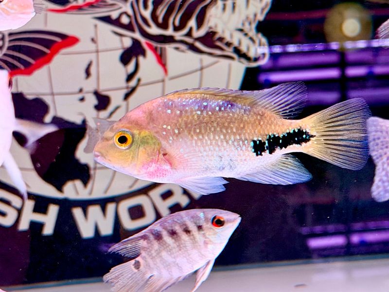 Redhead Cichlid