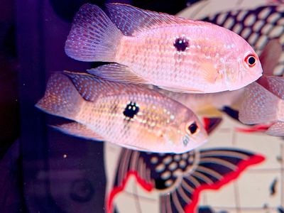 Wild Blue Acara