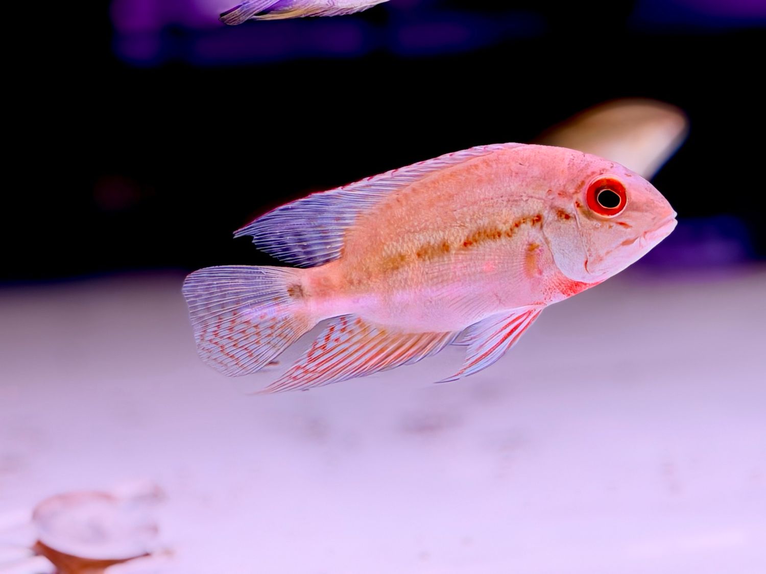 True Parrot Cichlid