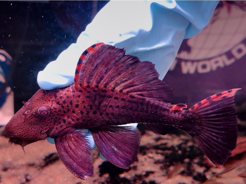 L091 Three Beacon Pleco