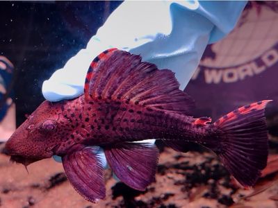 L091 Three Beacon Pleco