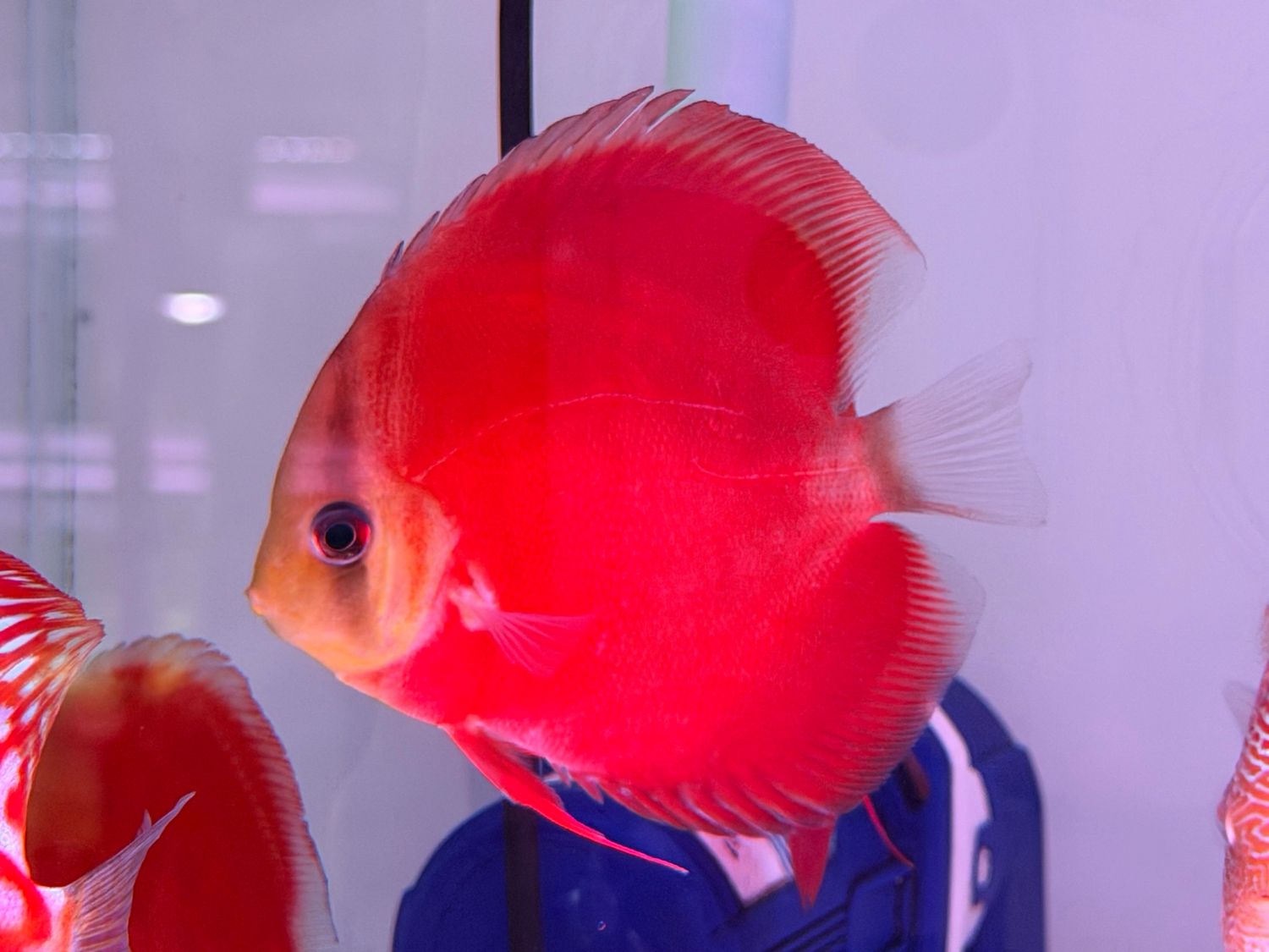 Red Cover Discus Fish