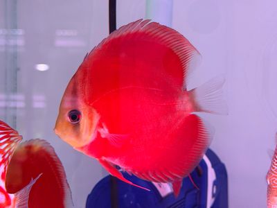 Red Cover Discus Fish