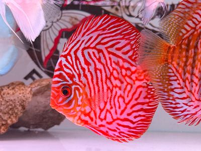 Super Red Turquoise Discus
