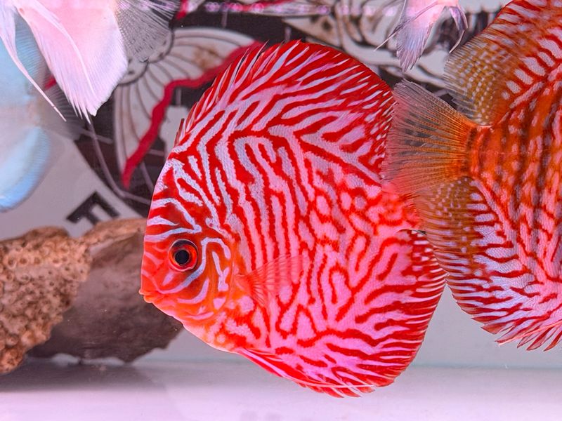 Super Red Turquoise Discus