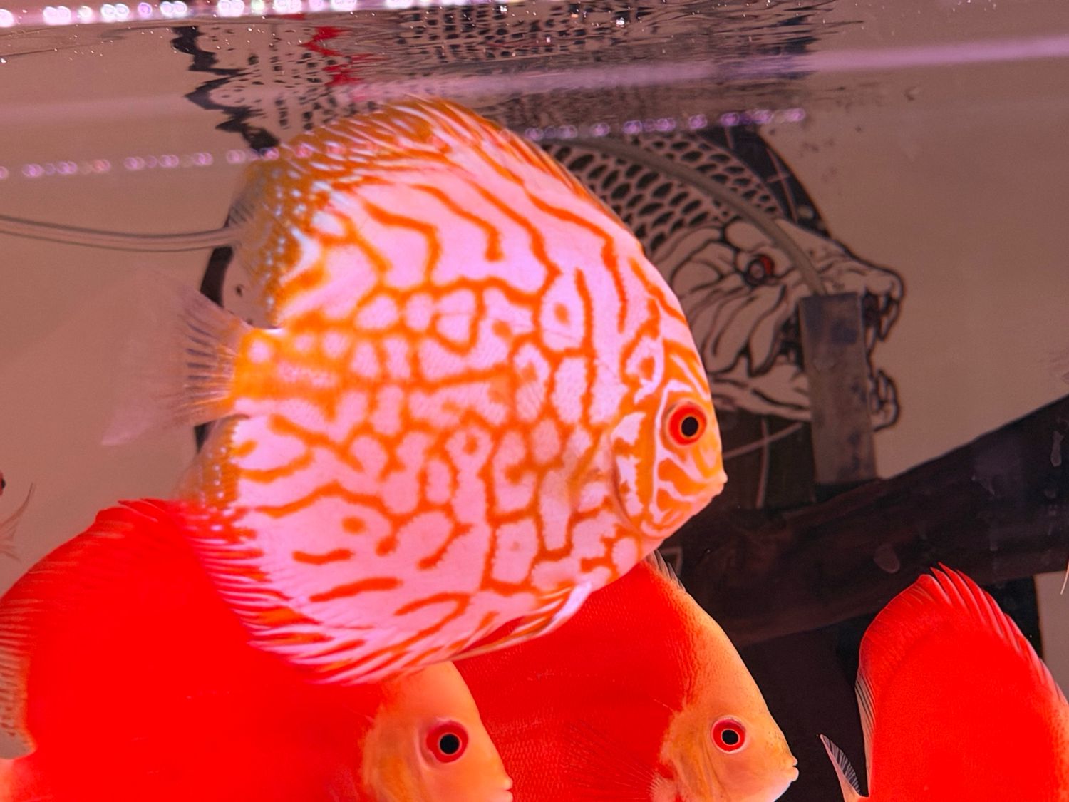Yellow Pigeon Discus