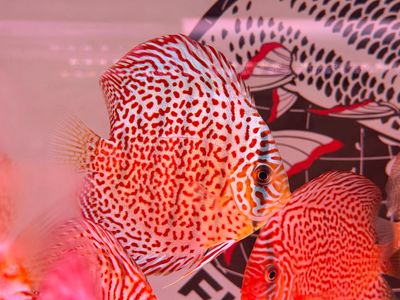 Red Spotted Leopard Discus