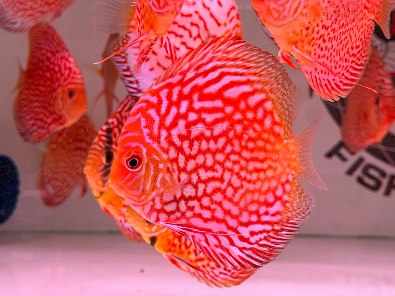 Red Checkerboard Discus
