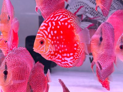 Red Panda Pigeon Discus