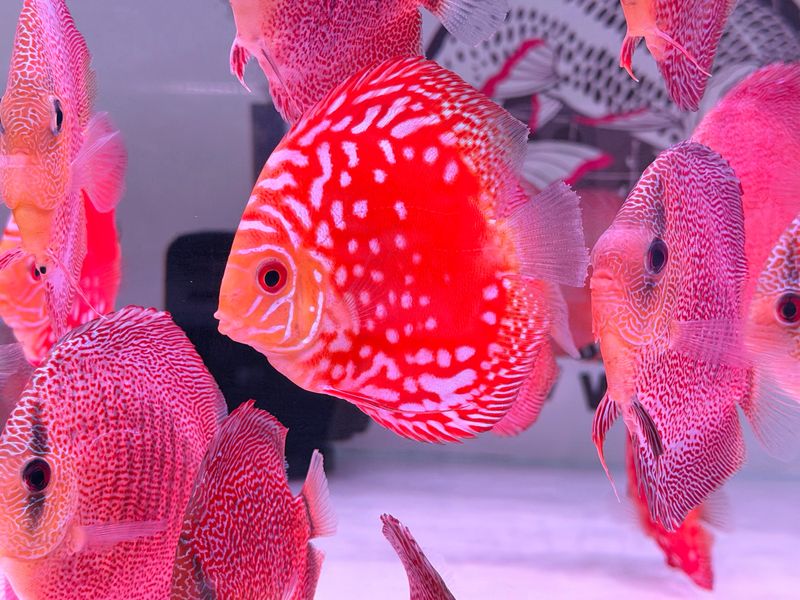 Red Panda Pigeon Discus