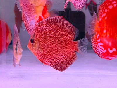 Eruption Leopard Snakeskin Discus