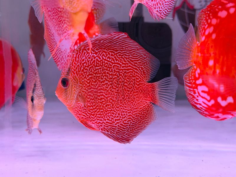 Eruption Leopard Snakeskin Discus