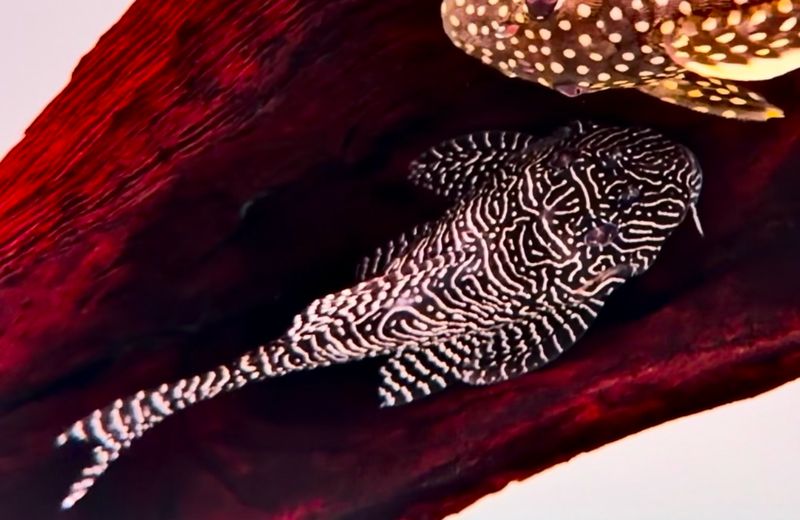 L260 Queen Arabesque Pleco