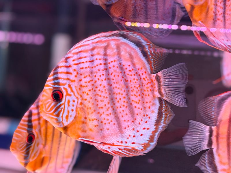 Red Eye Red Spot Green Discus