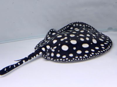 Black Diamond Stingray #1 (female)