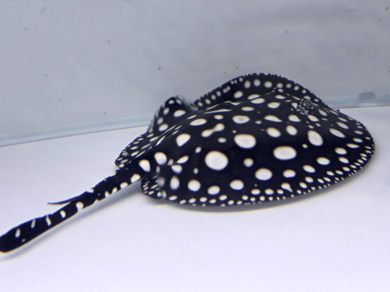 Black Diamond Stingray #1 (female)