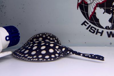Black Diamond Stingray #2 (female)