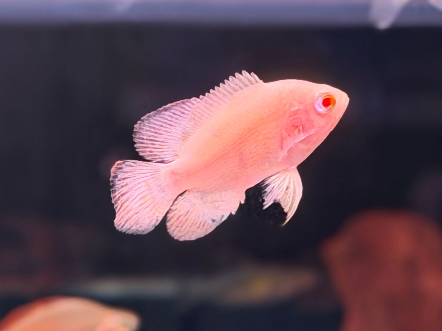 Albino Tiger Oscar