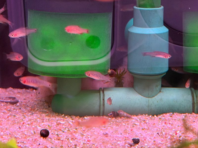 Emerald Dwarf Rasbora