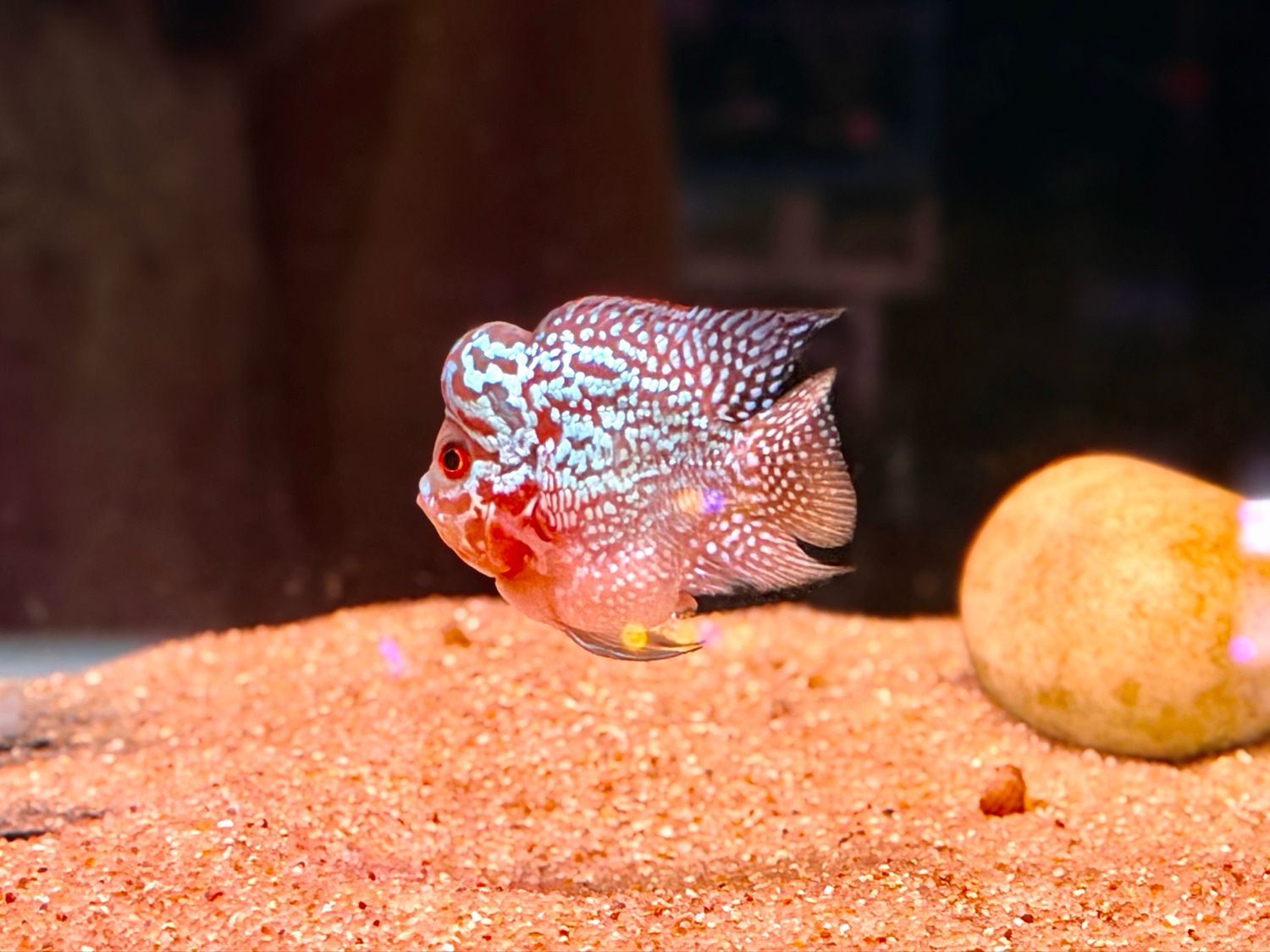 Balloon Bonsai Flowerhorn