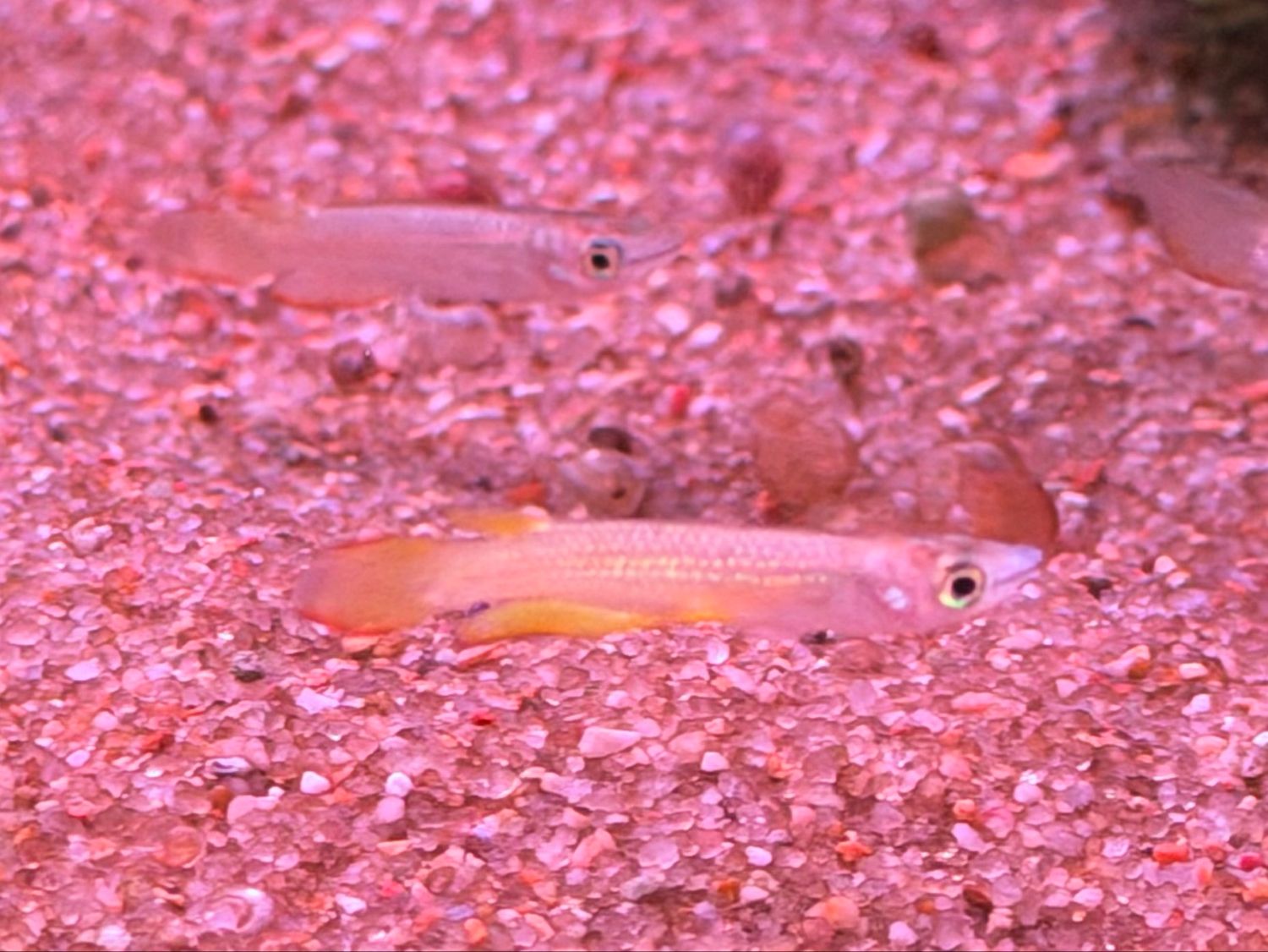 Golden Wonder Killifish