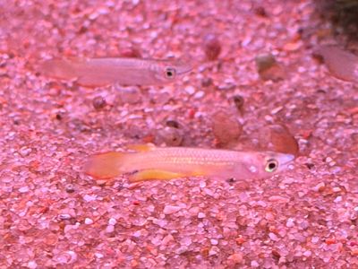 Golden Wonder Killifish