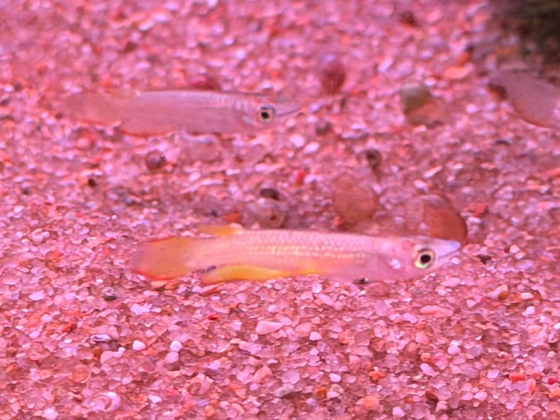 Golden Wonder Killifish