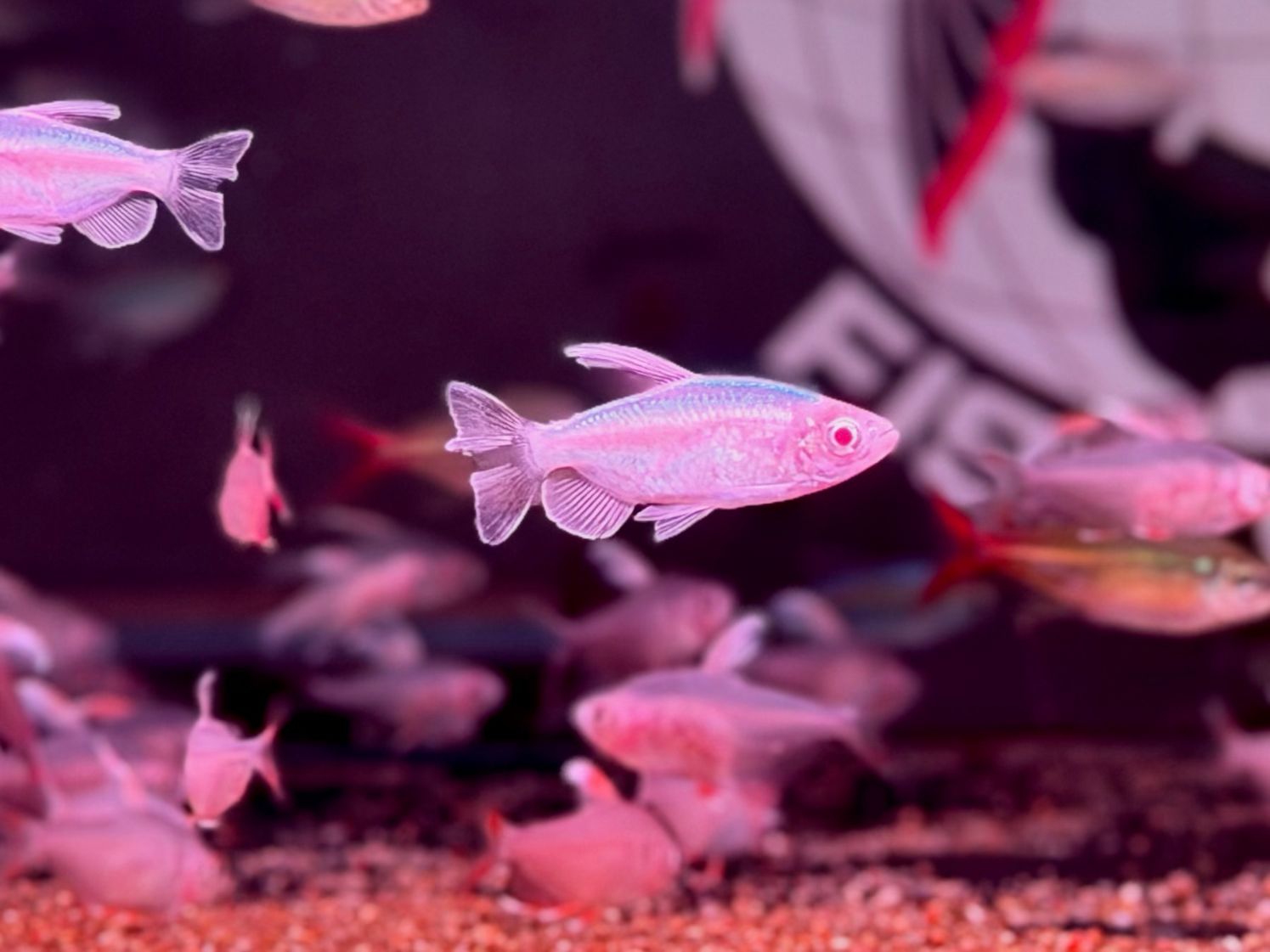 Albino Congo Tetra