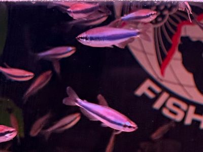Blue Emperor/Blue Kerri Tetra