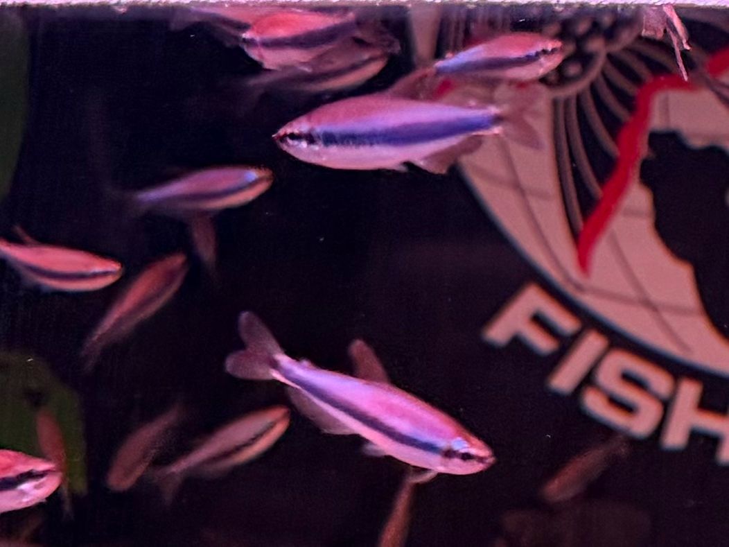 Blue Emperor/Blue Kerri Tetra