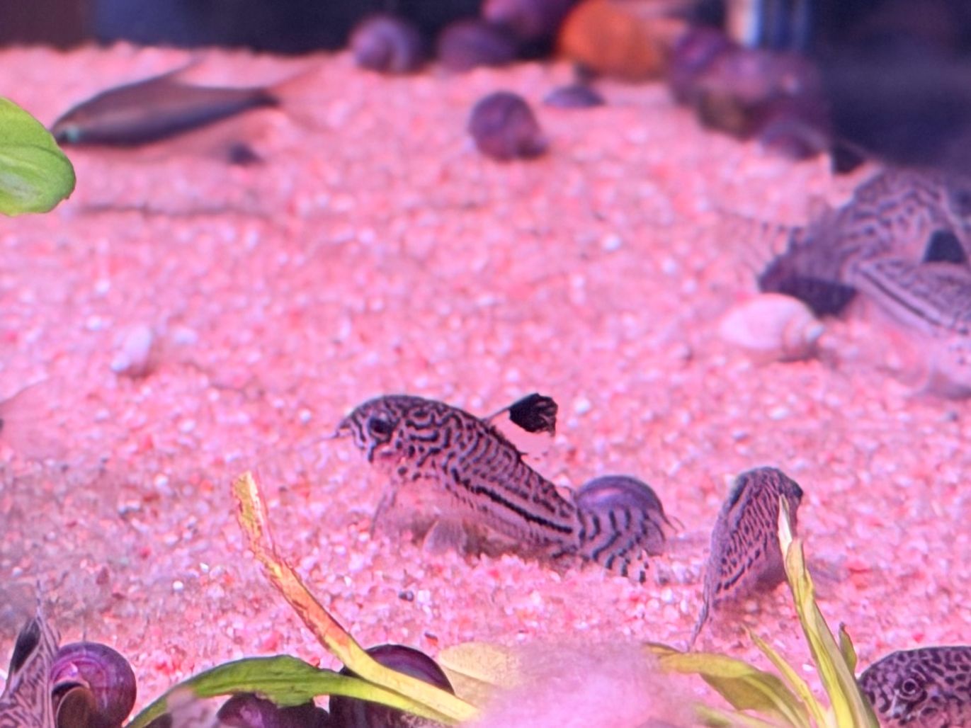 False Julii Cory