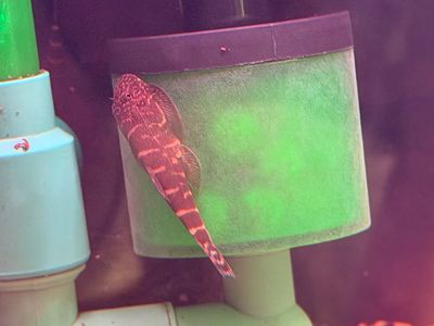Spotted Borneo Sucker Hillsteam Loach